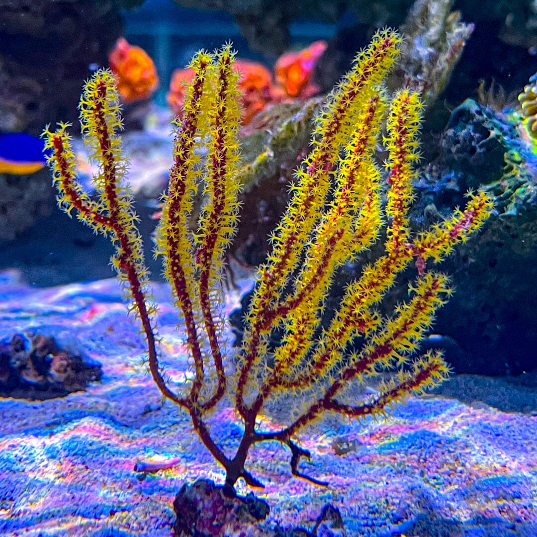 Yellow Polyp Gorgonian Reef Lounge Coral