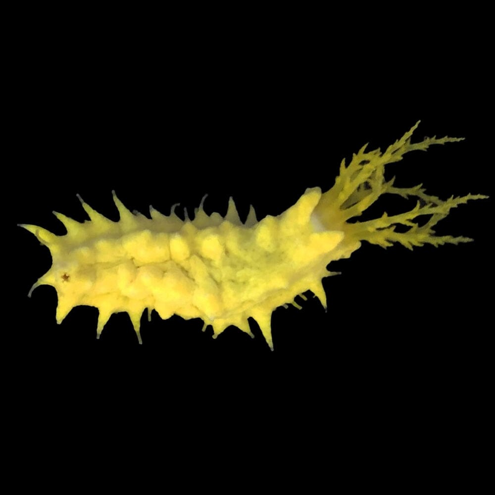 Yellow Sea Cucumber Fish Reef Lounge USA
