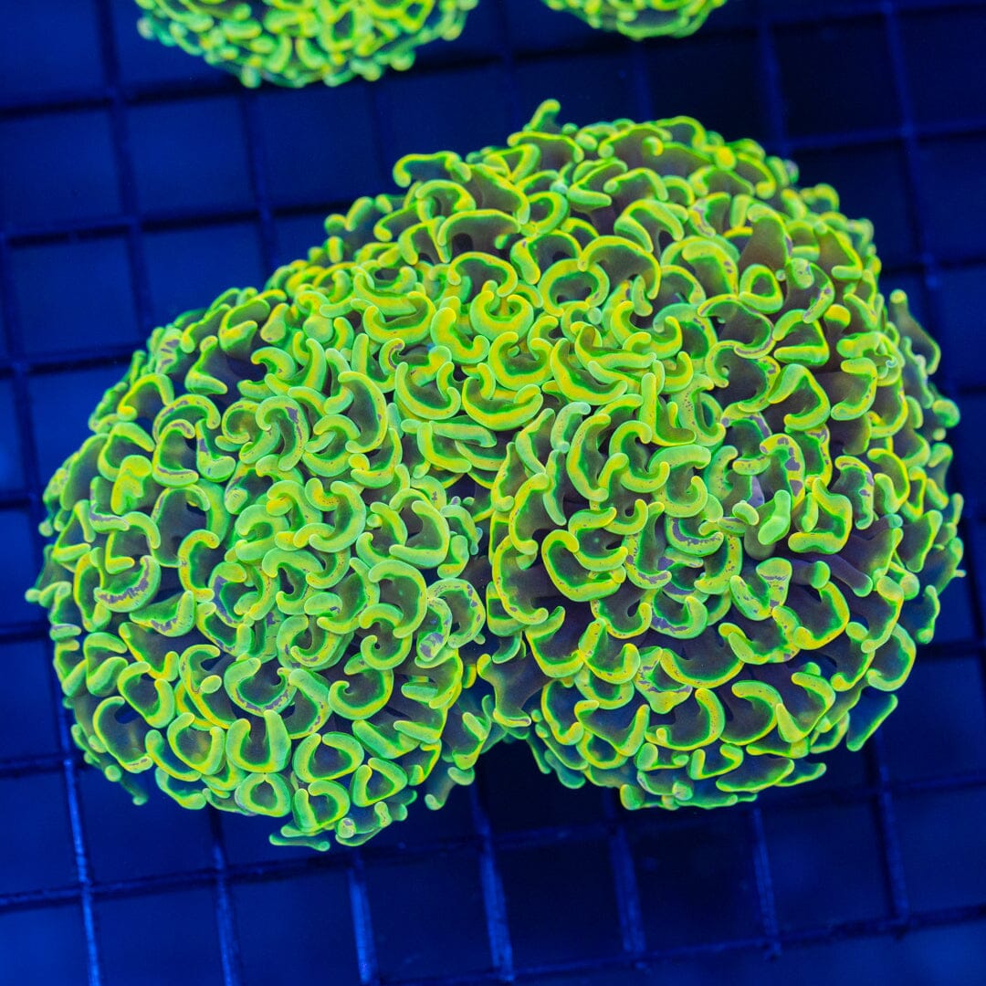 Yellow Wall Hammer 2A - WYSIWYG Reef Lounge Coral