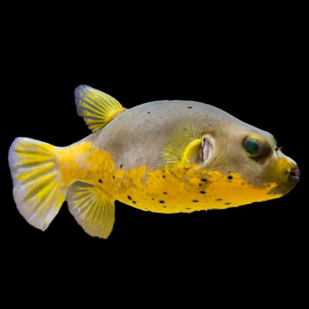 Yellowbelly Dogface Puffer Fish Reef Lounge USA