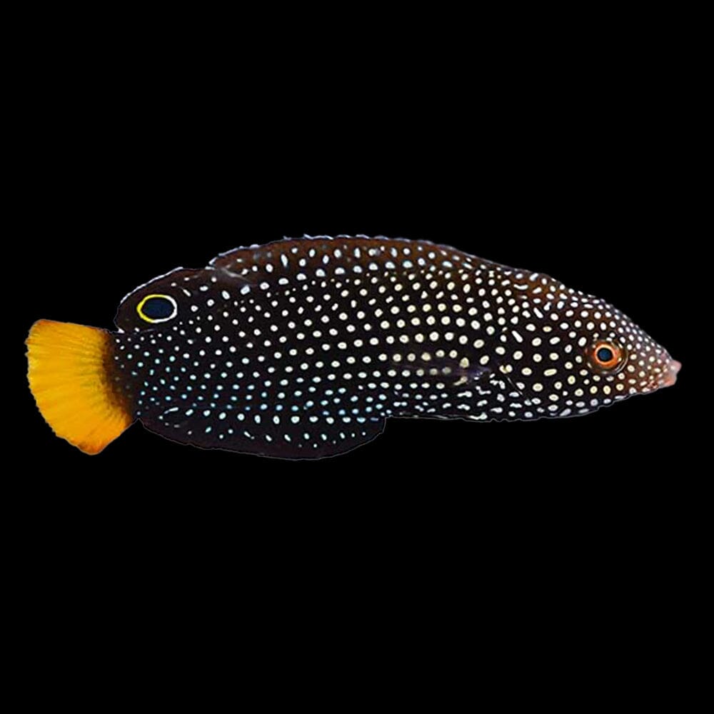 Yellowtail Tamarin Wrasse Fish Reef Lounge USA