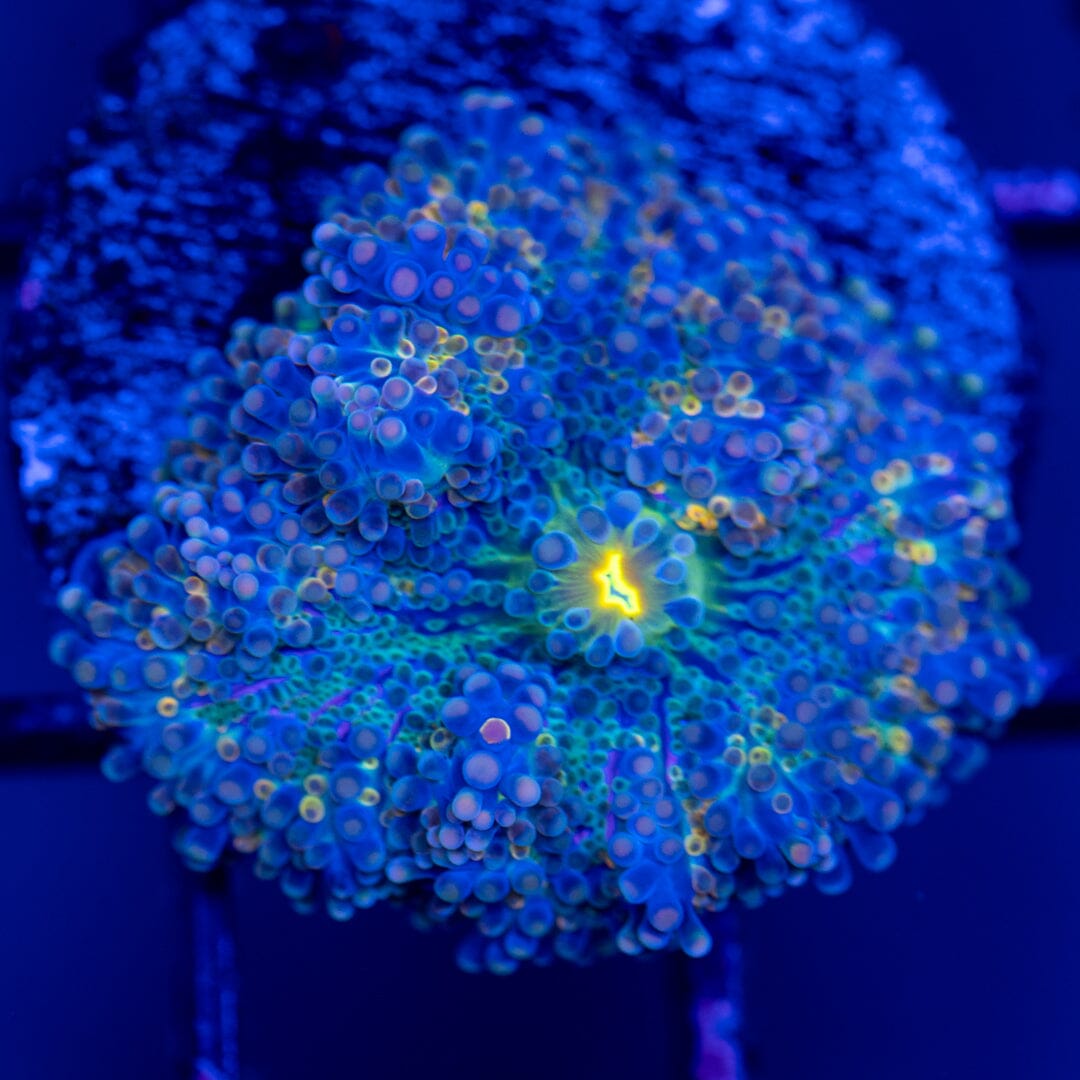 Yuma Mushroom 1G - WYSIWYG LPS Coral Reef Lounge USA