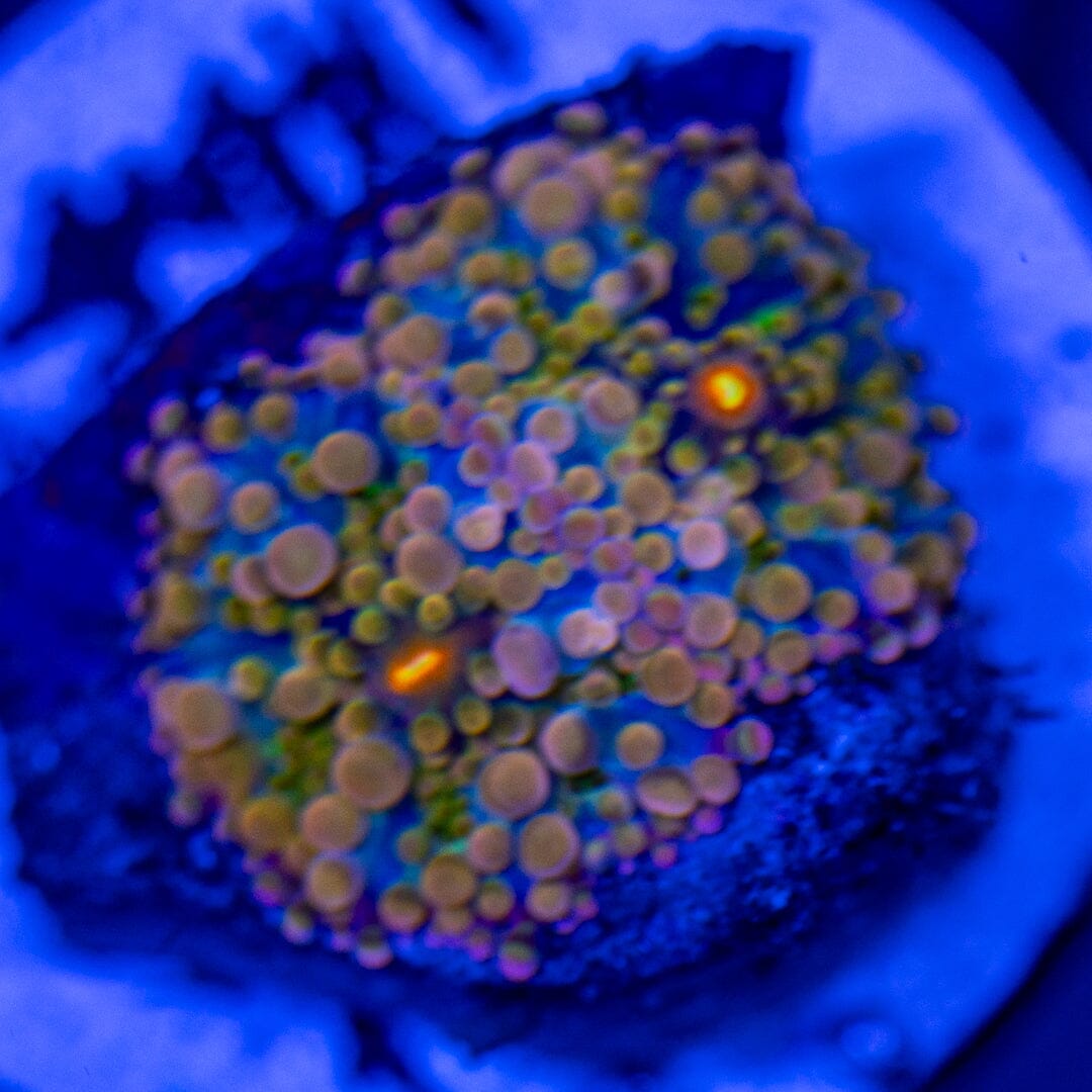 Yuma Mushroom 2G - WYSIWYG LPS Coral Reef Lounge USA