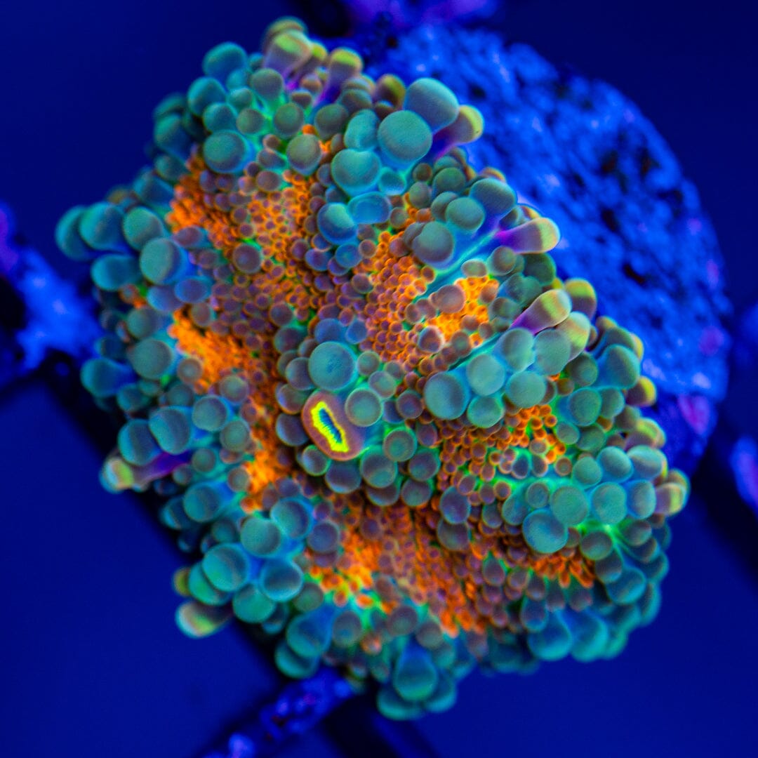 Yuma Mushroom 3G - WYSIWYG LPS Coral Reef Lounge USA