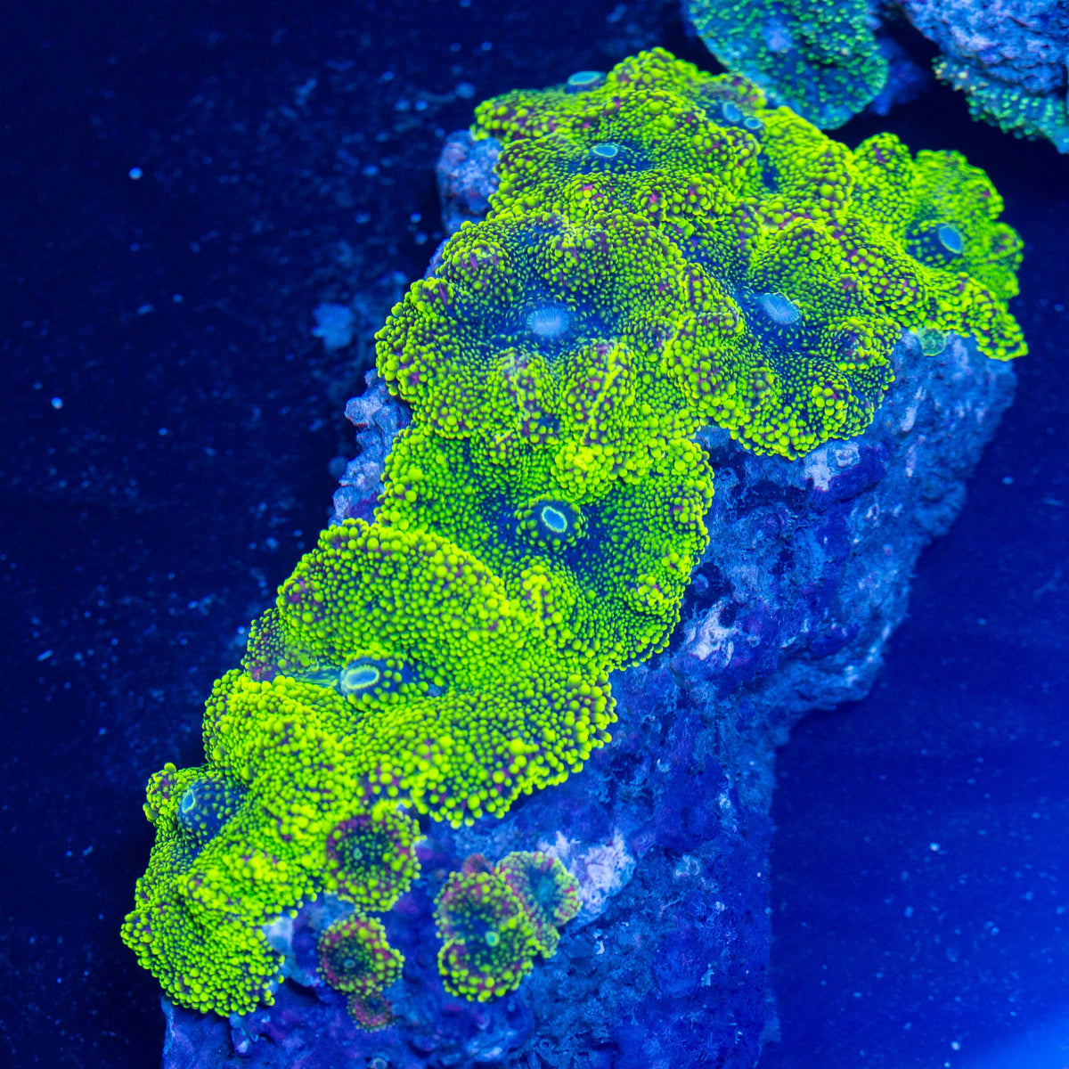 Yuma Mushroom Colony 2A - WYSIWYG Reef Lounge Coral
