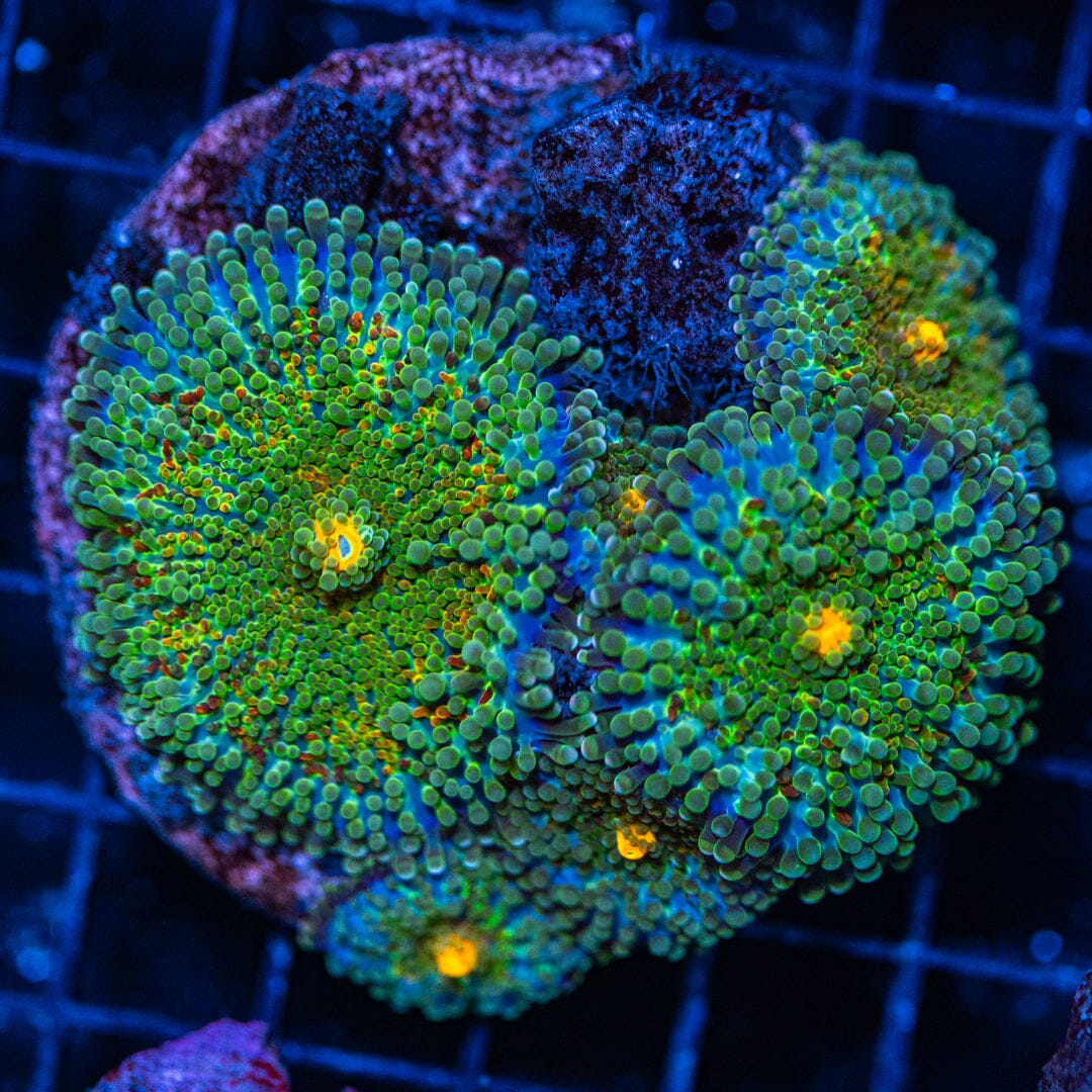 Yuma Mushroom Colony - WYSIWYG Reef Lounge Norco