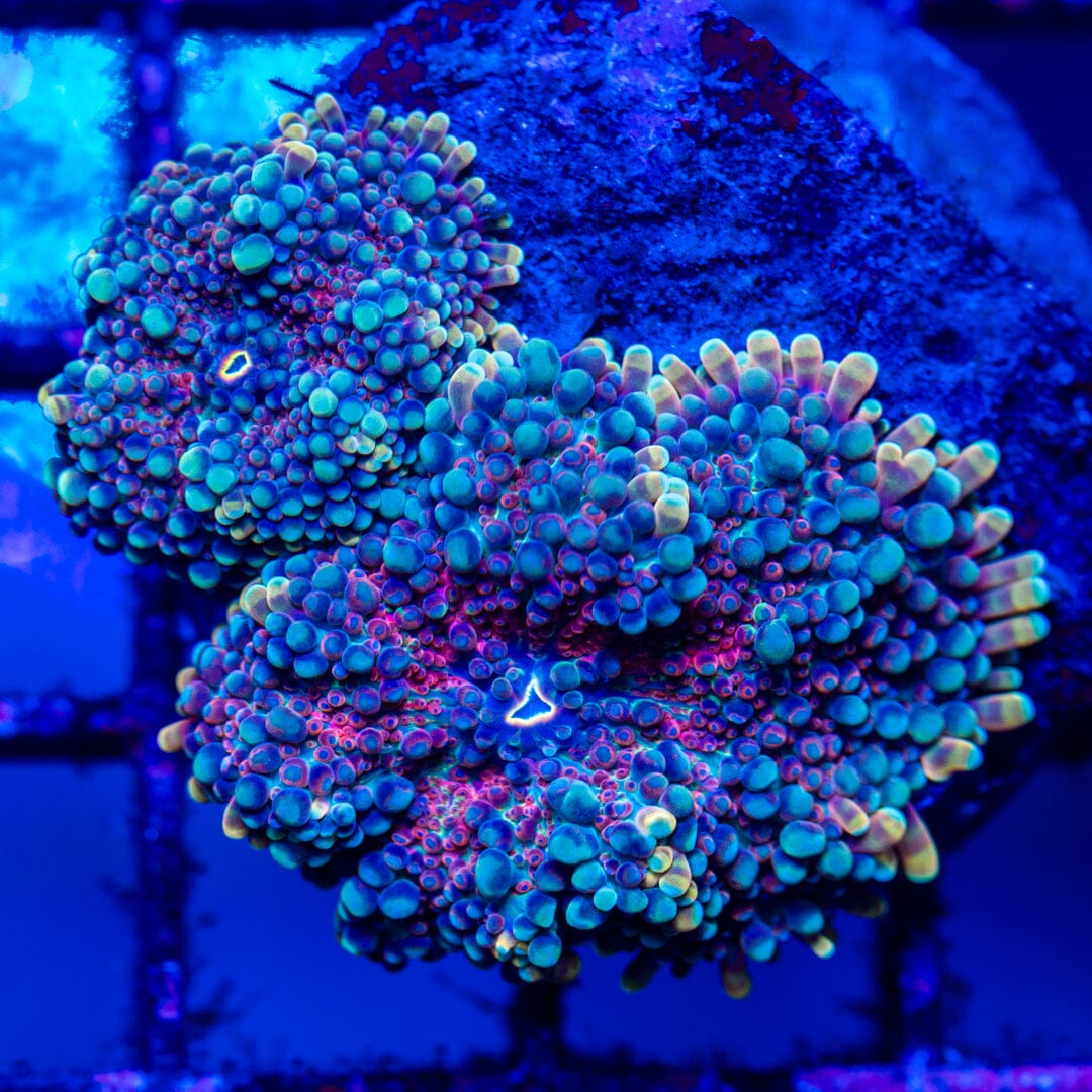 Yuma Mushrooms 6A - WYSIWYG LPS Coral Reef Lounge USA