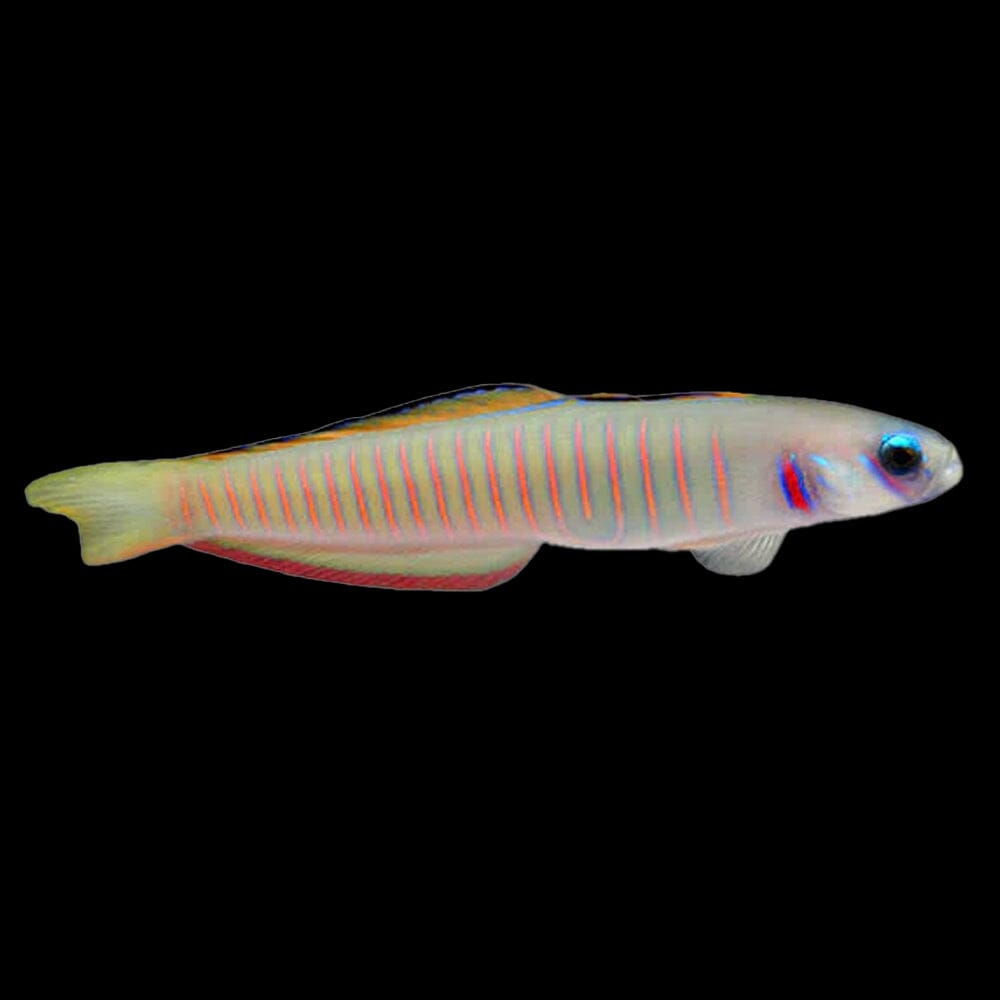 Zebra Barred Dartfish Fish Reef Lounge USA