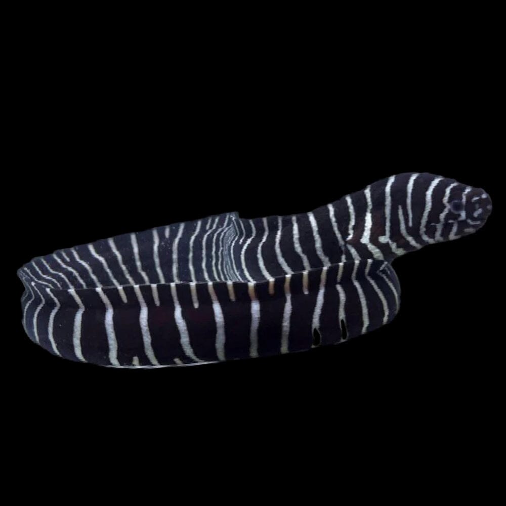 Zebra Moray Eel Fish Reef Lounge USA