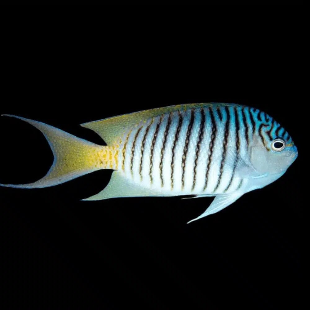 Zebra Swallowtail Angelfish Fish Reef Lounge USA