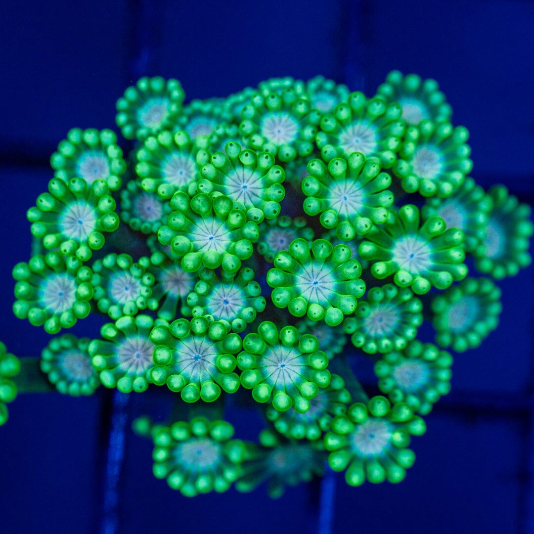 Zelda Alveopora 2A - WYSIWYG Reef Lounge Coral