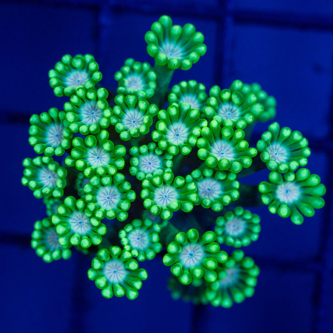 Zelda Alveopora 4A - WYSIWYG Reef Lounge Coral