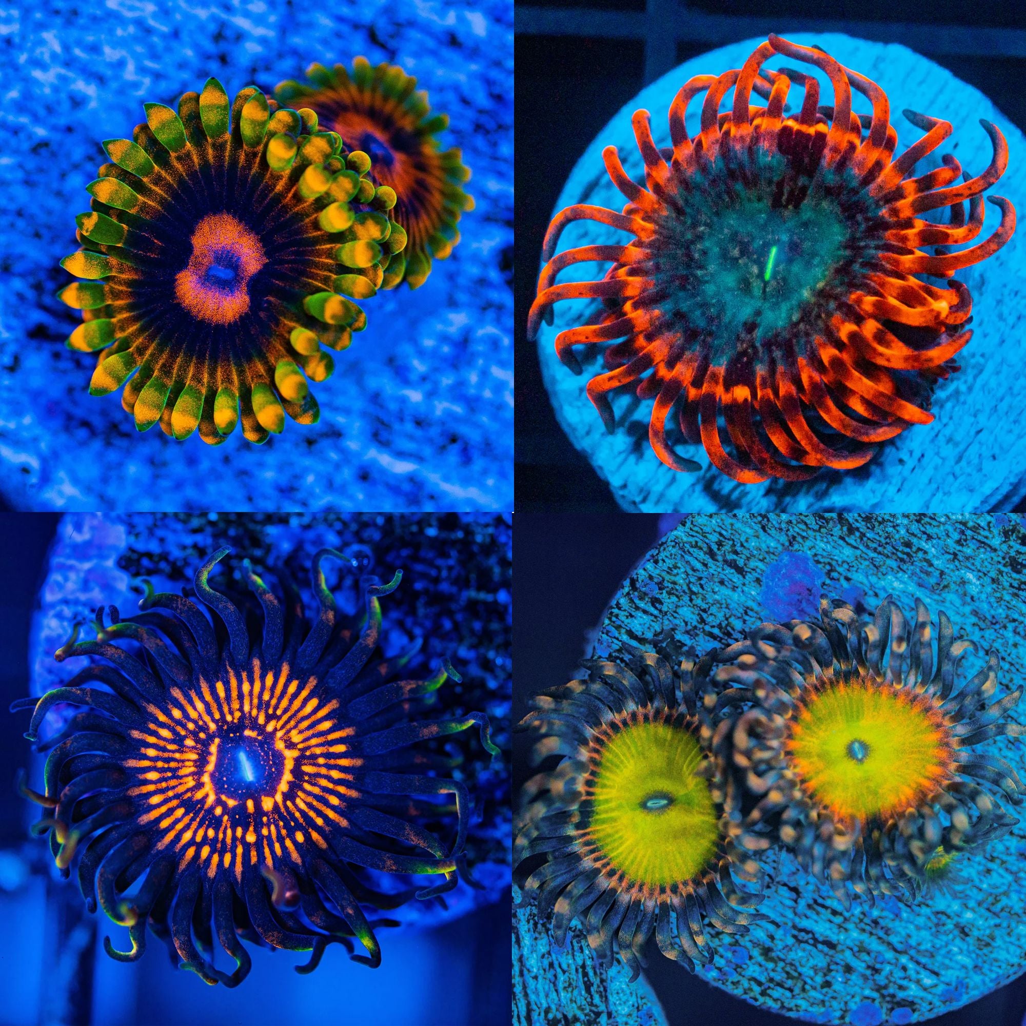 Zoa Pack #10 - Frag Pack Reef Lounge Norco