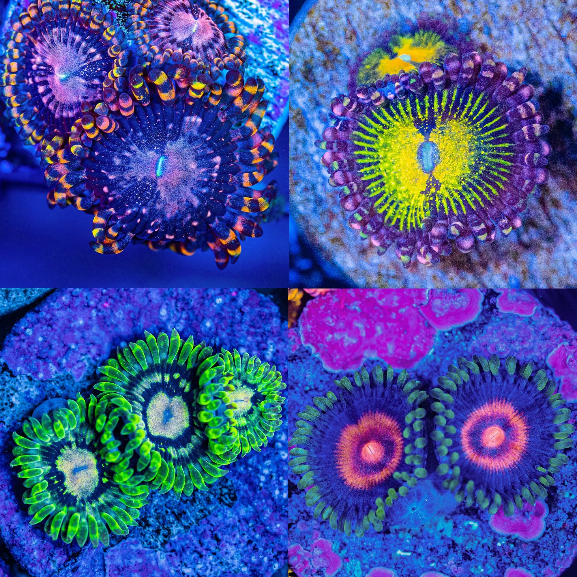 Zoa Pack #11 - Frag Pack Reef Lounge Norco
