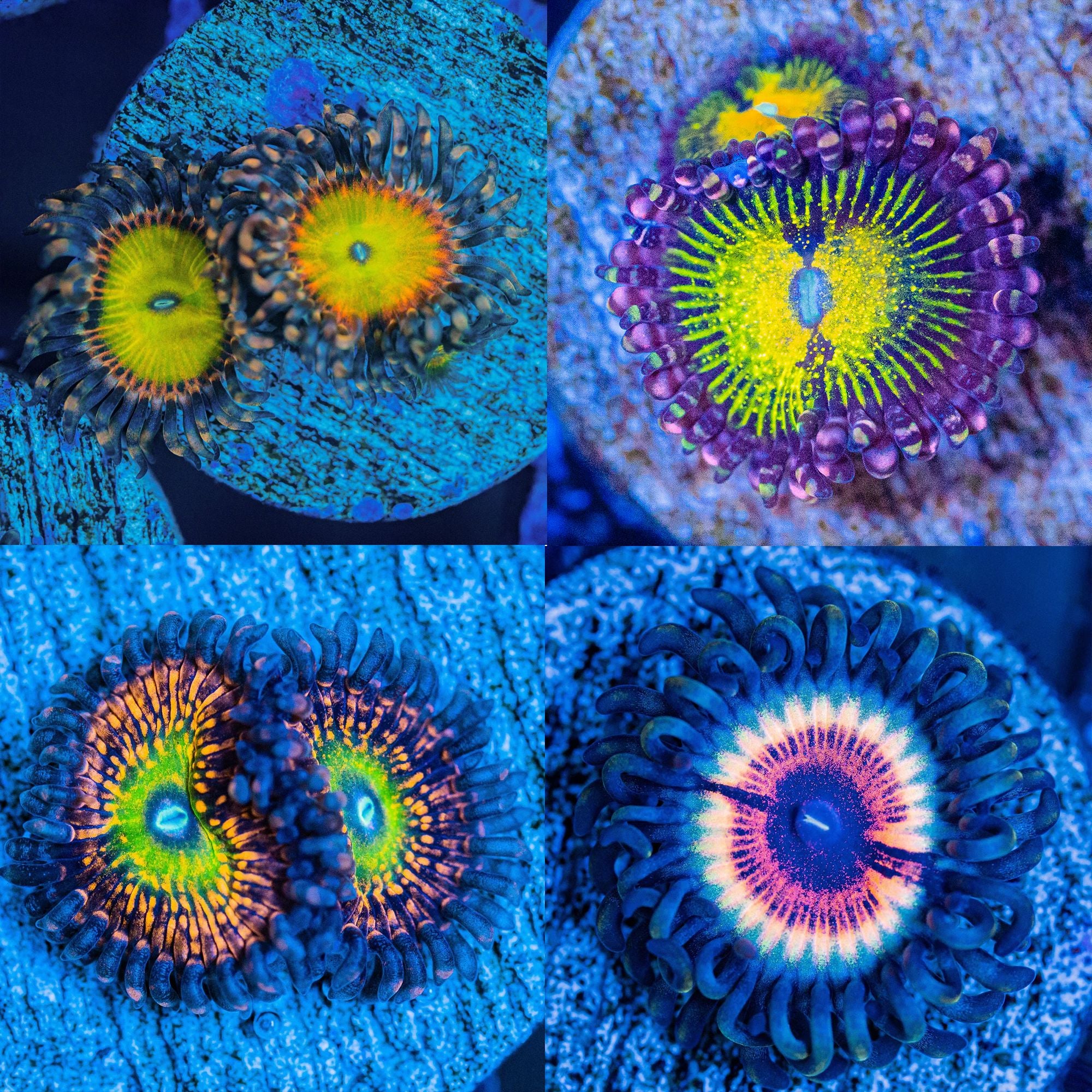 Zoa Pack #12 - Frag Pack Reef Lounge Norco