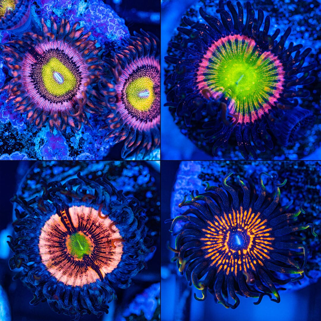 High End Zoa Pack - D
