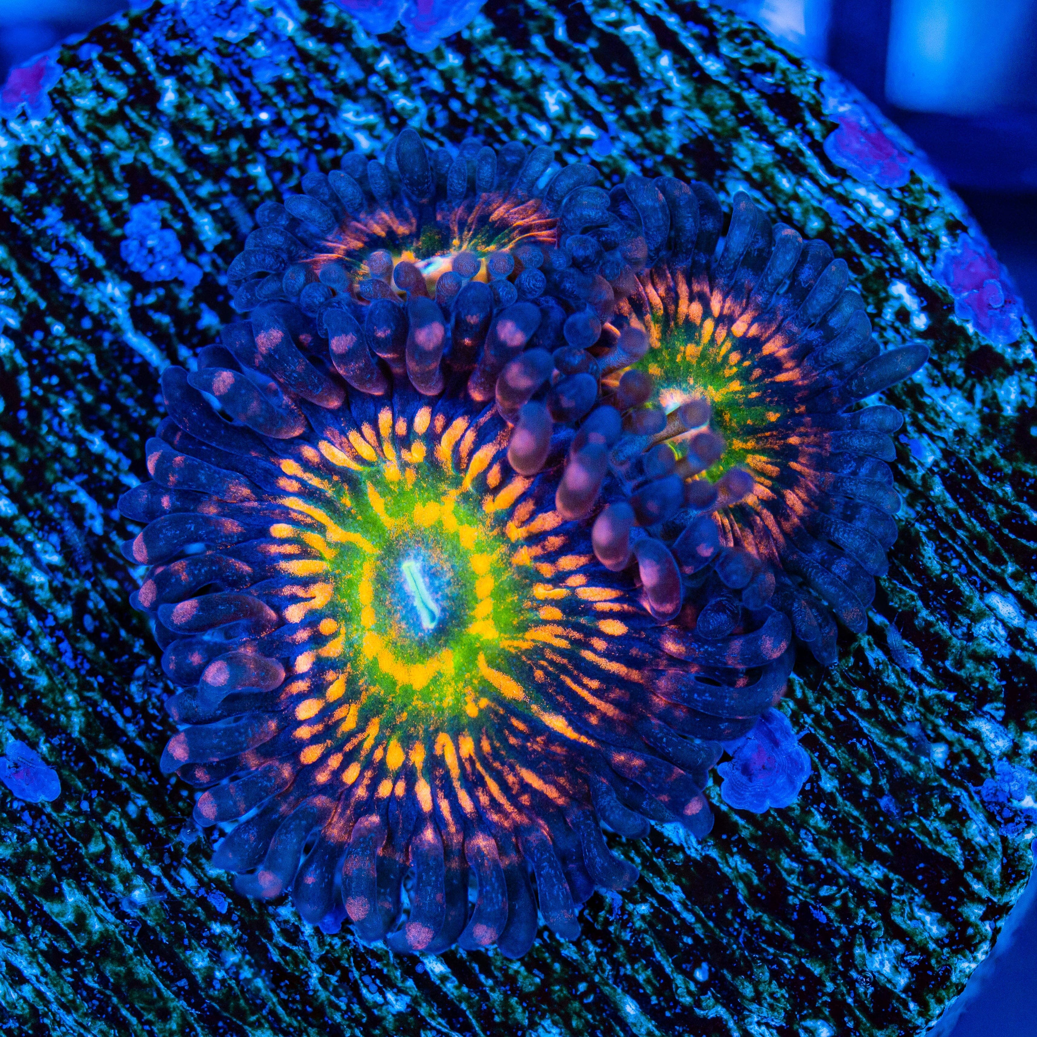 Zoa Pack Favia Reef Lounge USA