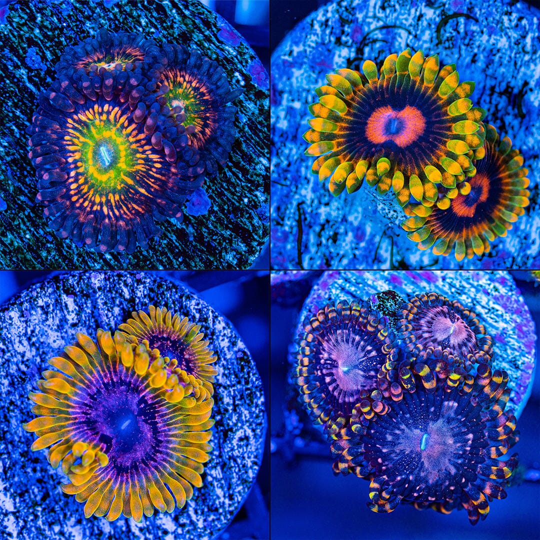 Zoa Pack Favia Reef Lounge USA