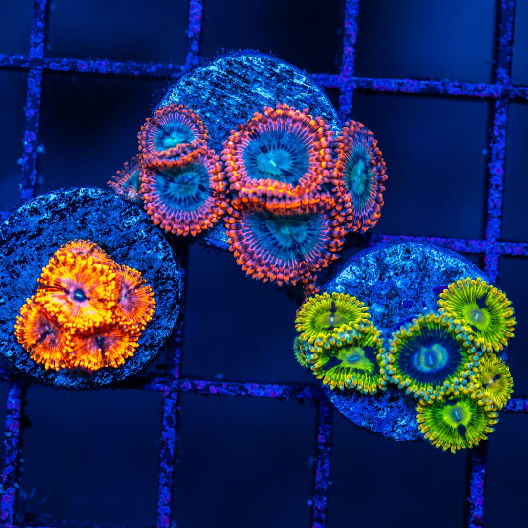 Zoanthid 3 Pack (2A) - WYSIWYG 32 Reef Lounge Norco