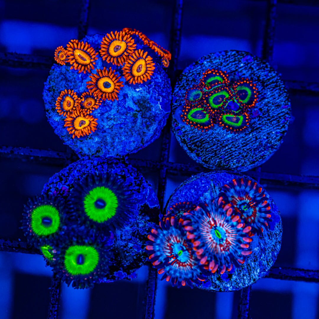 Zoanthid Variety Pack - A Reef Lounge Coral