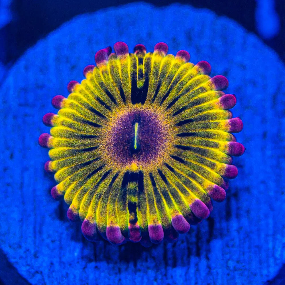 Zoanthid Variety Pack - C Reef Lounge Coral