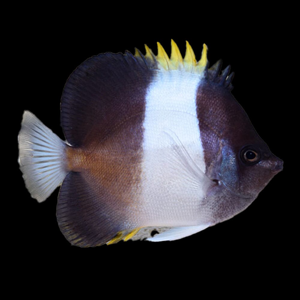 Zoster Butterflyfish Fish Reef Lounge USA