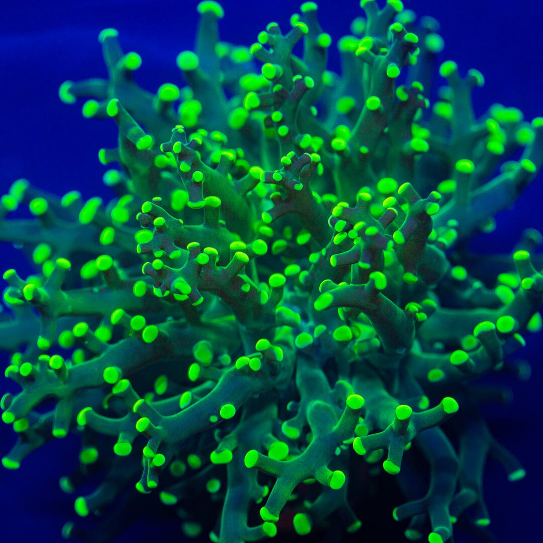 ALMOST WYSIWYG - Green Octospawn Reef Lounge Norco