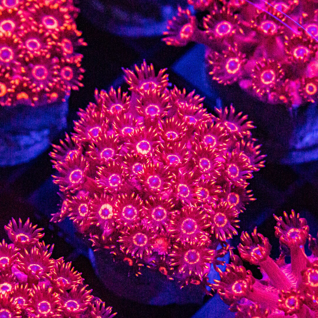 ALMOST WYSIWYG - Superman Red/Blue Goniopora Reef Lounge Norco