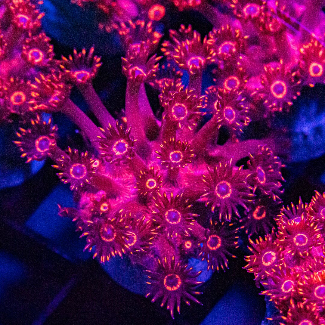 ALMOST WYSIWYG - Superman Red/Blue Goniopora Reef Lounge Norco