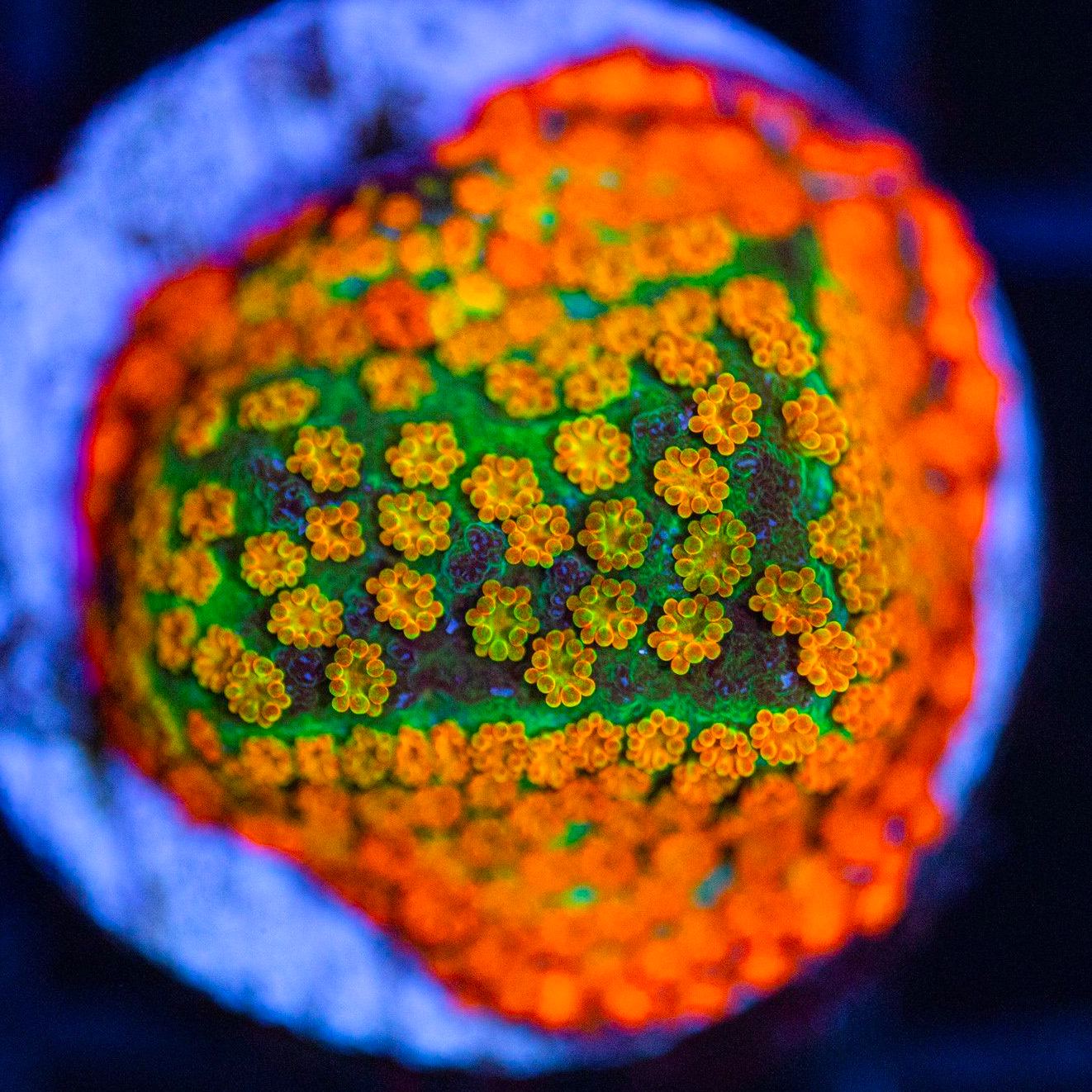 Aquaman Montipora Montipora Reef Lounge USA 