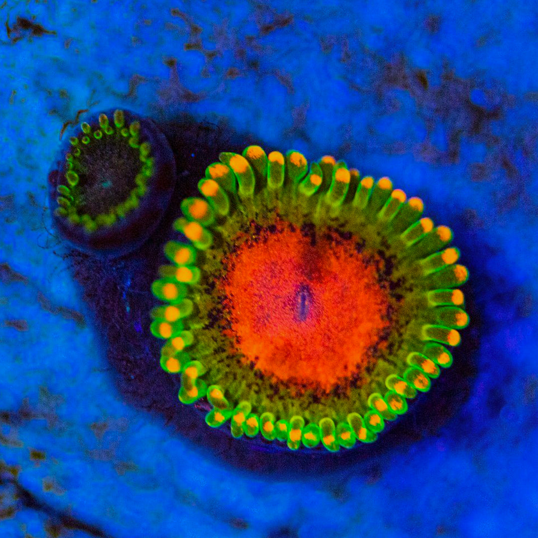Awesome Blossom Zoanthids Zoa Reef Lounge USA 