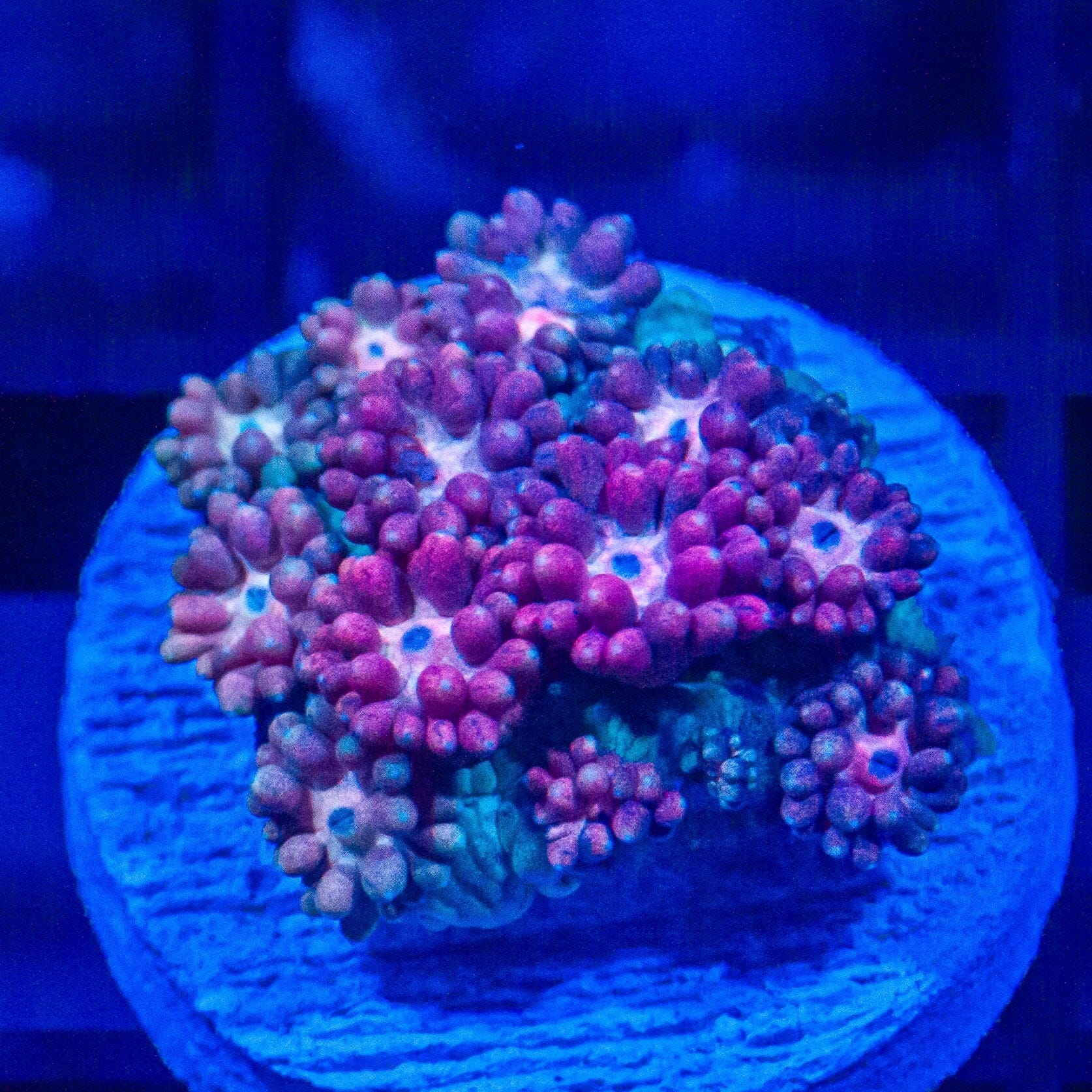 Azure Rose Goniopora - WYSIWYG Frag Reef Lounge Norco 