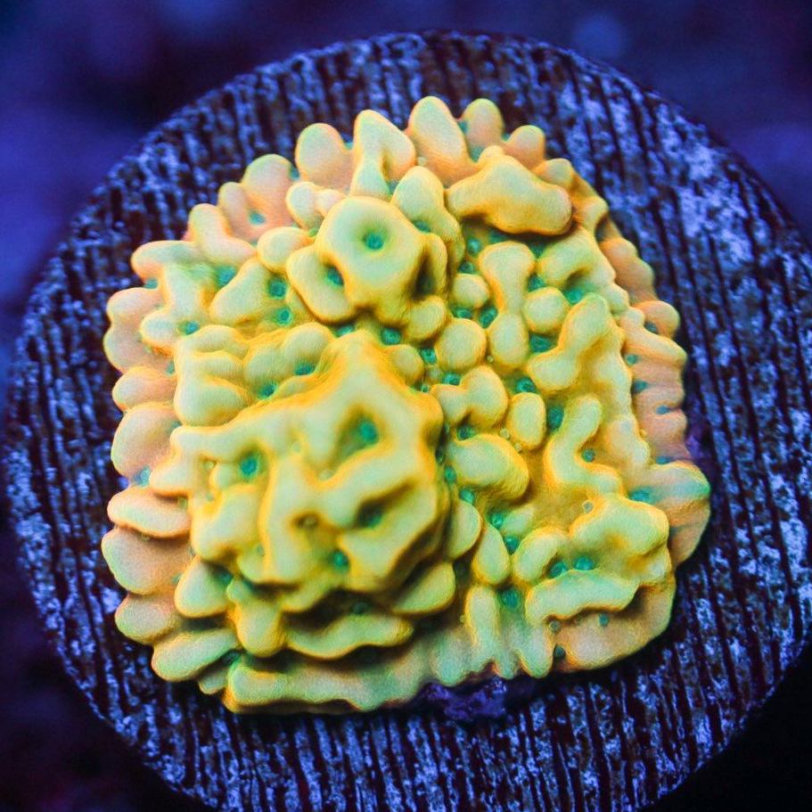 Beach Bum Montipora SPS Coral Reef Lounge USA