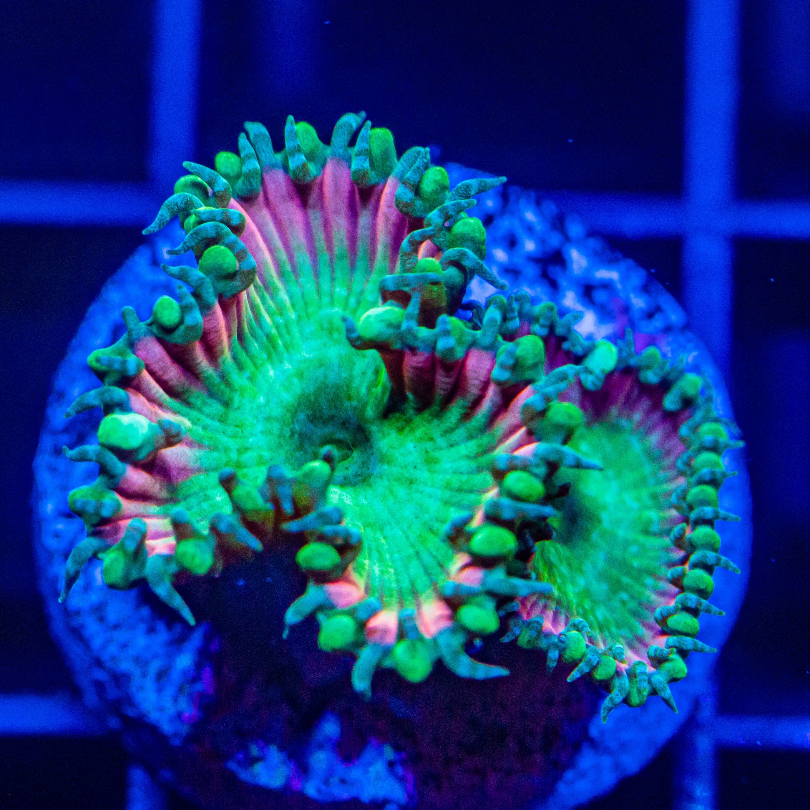 Beauty and the Beast Paly Soft Coral Reef Lounge USA