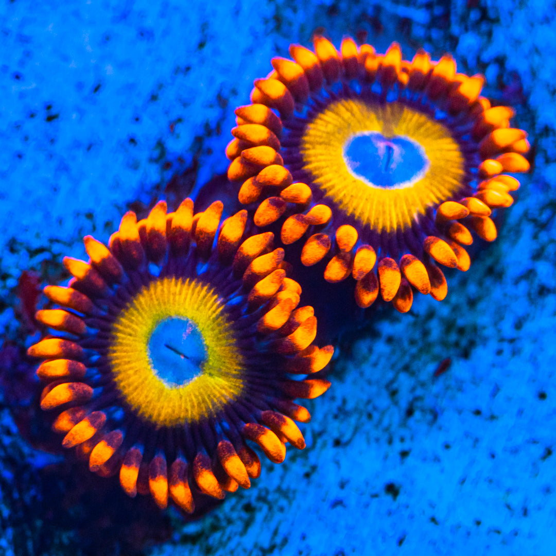 Blondie Zoanthids Zoa Reef Lounge USA