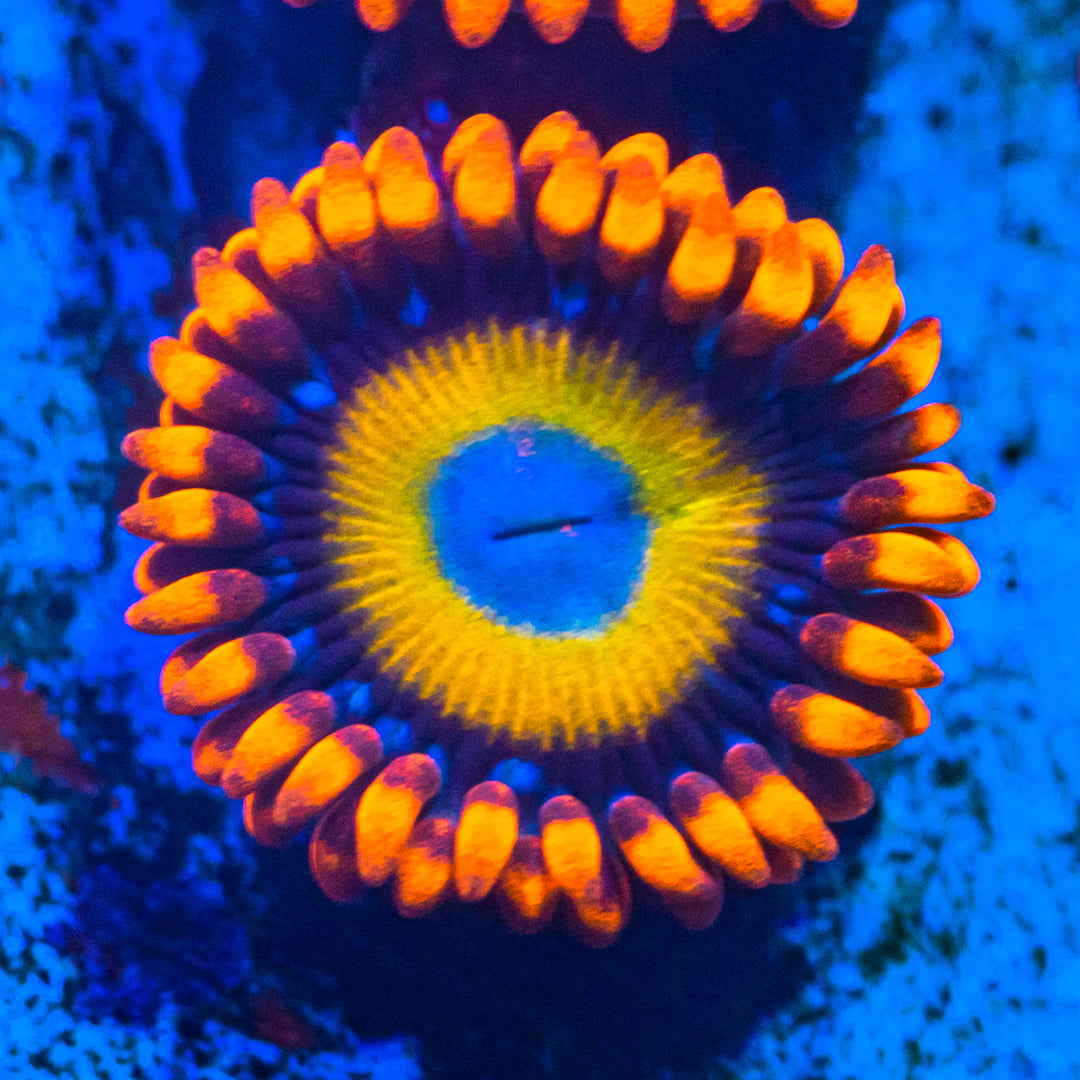 Blondie Zoanthids Zoa Reef Lounge USA