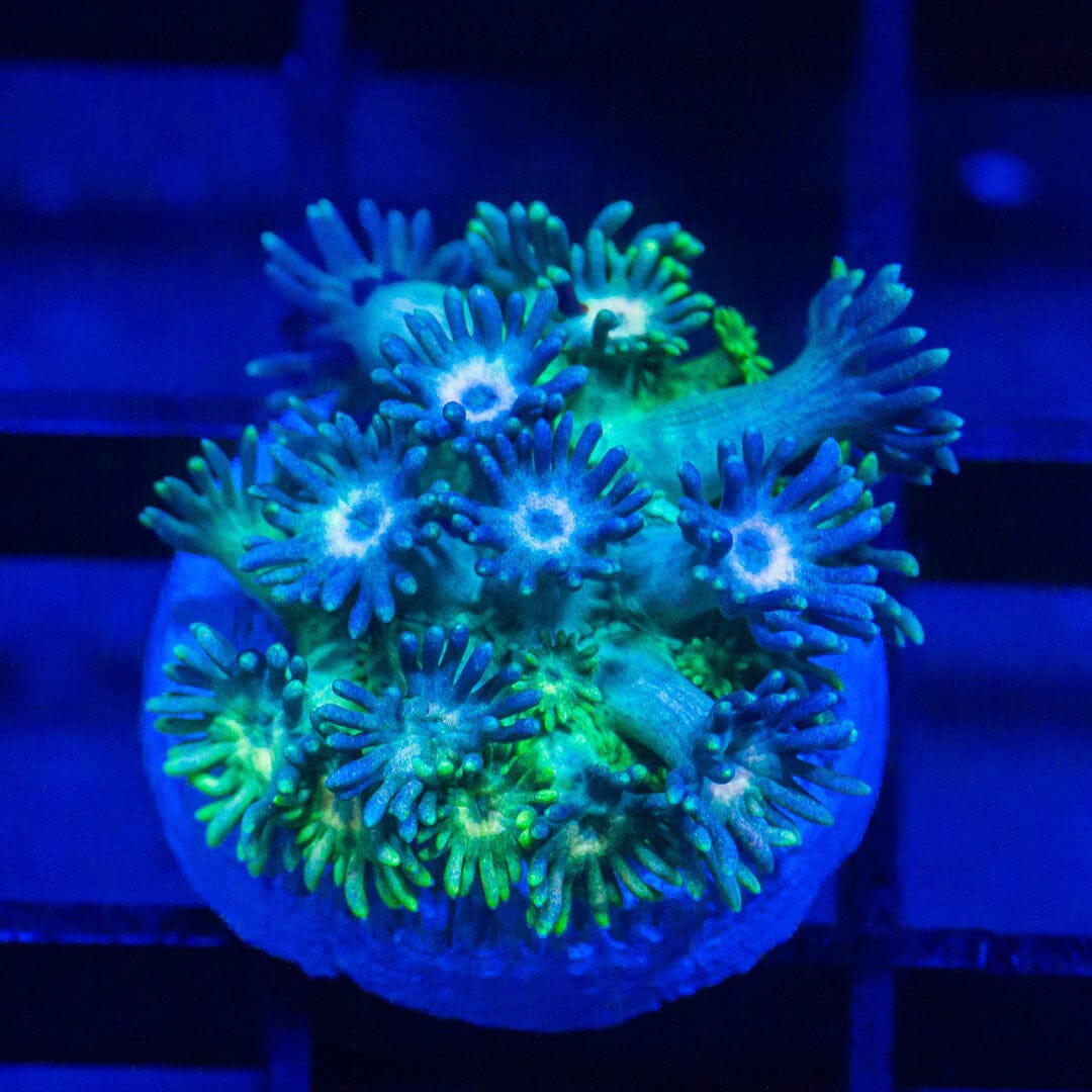 Blue Cotton Candy Goniopora - WYSIWYG Frag Reef Lounge Norco 