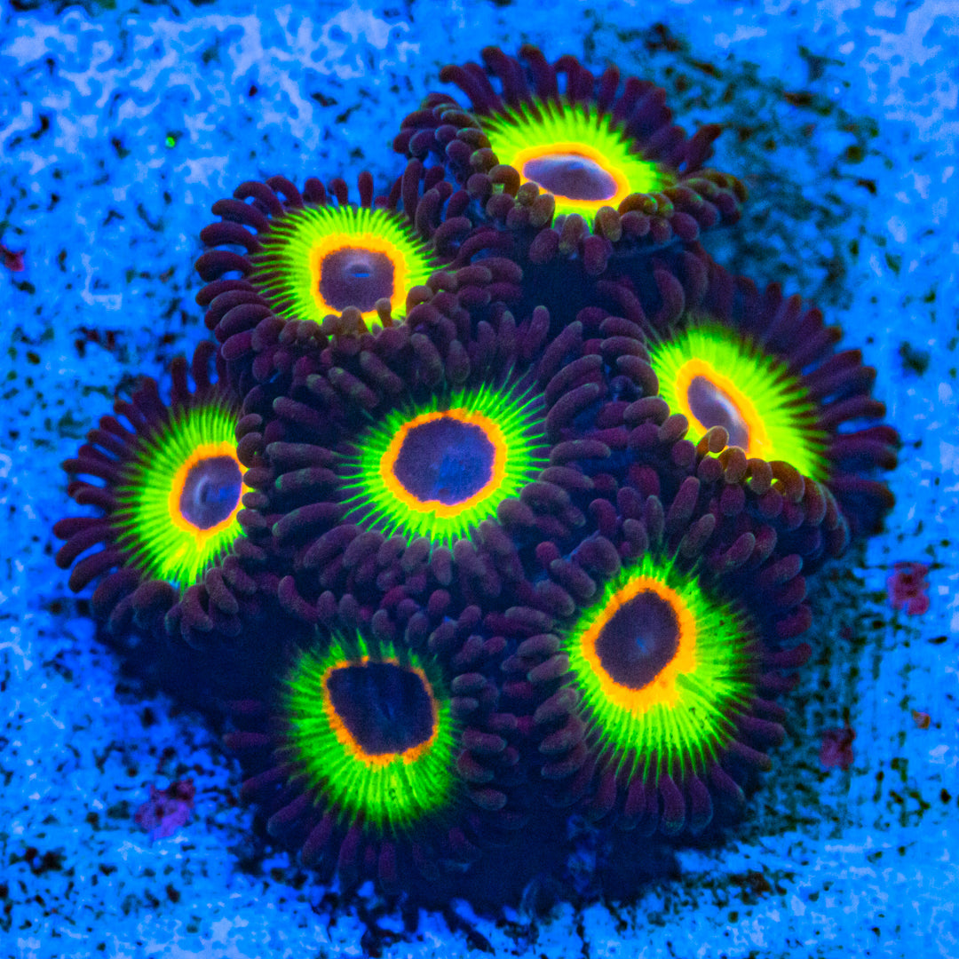 Bob Marley Zoanthids Soft Coral Reef Lounge USA
