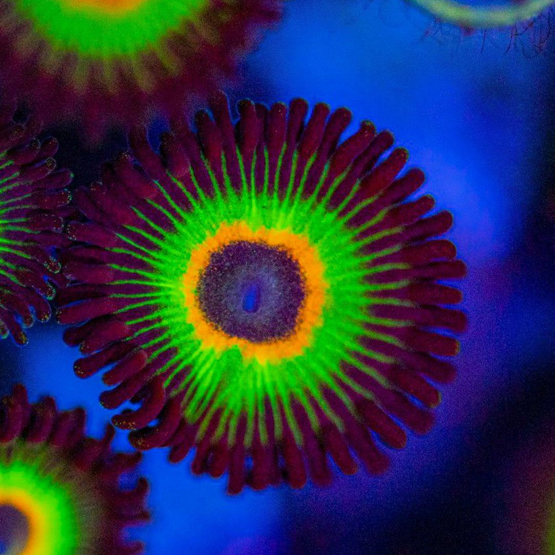 Bob Marley Zoanthids Soft Coral Reef Lounge USA