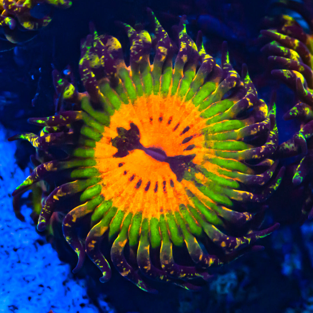 Bowtie Blaster Zoanthids Soft Coral Reef Lounge USA
