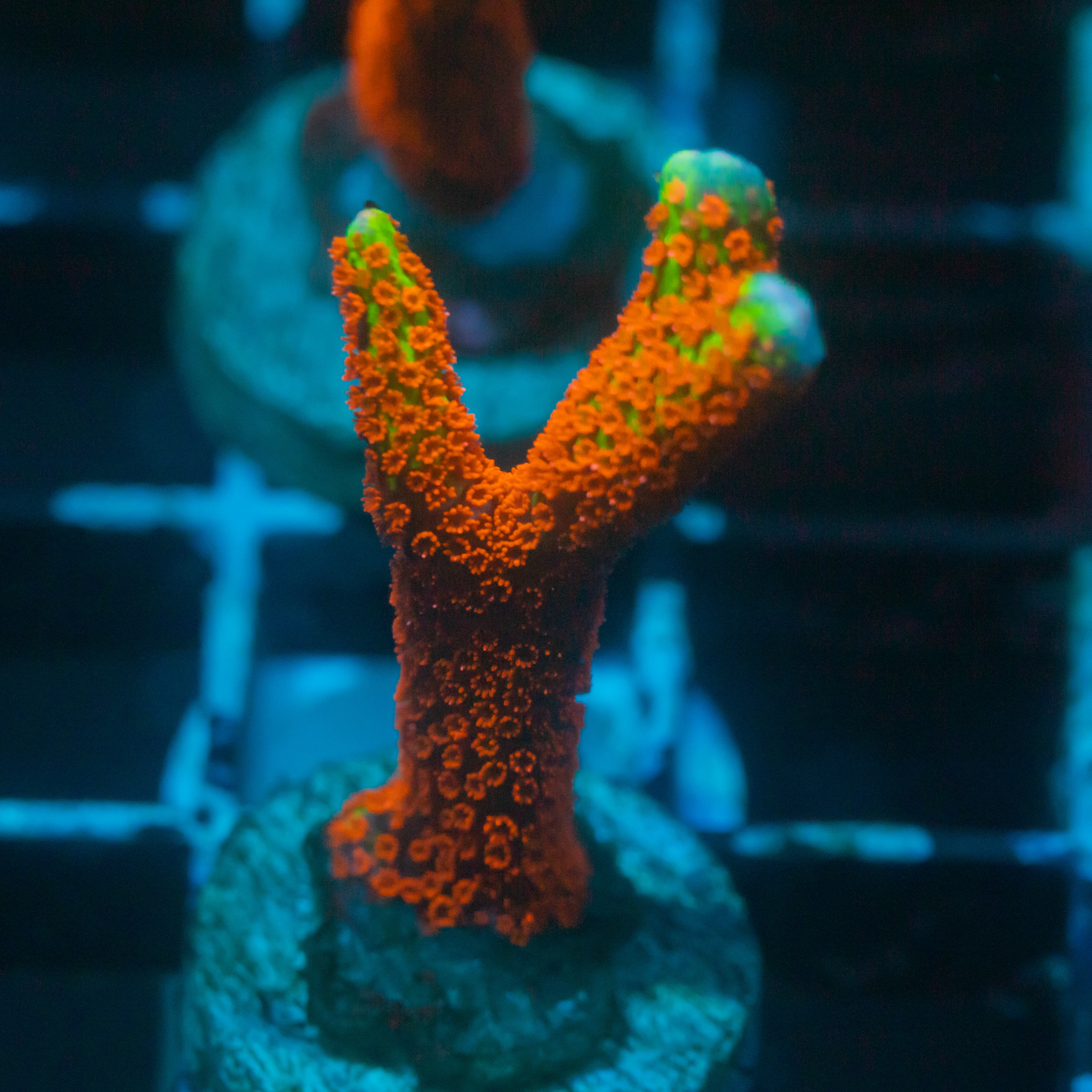 Bubblegum Digi Montipora Reef Lounge USA