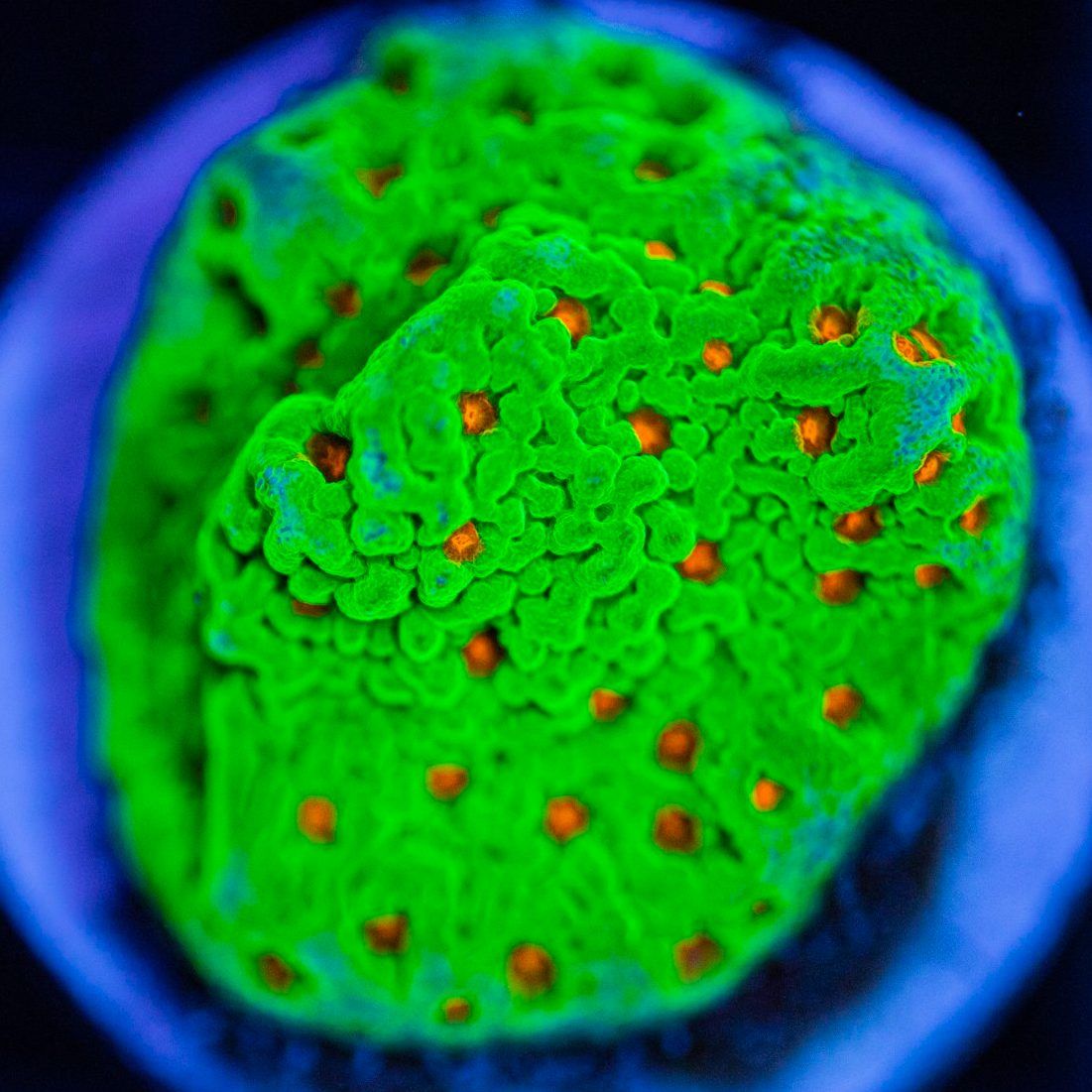 Chili Pepper Monti Montipora Reef Lounge USA