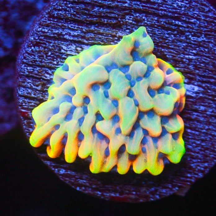 Crazy T Montipora SPS Coral Reef Lounge USA 