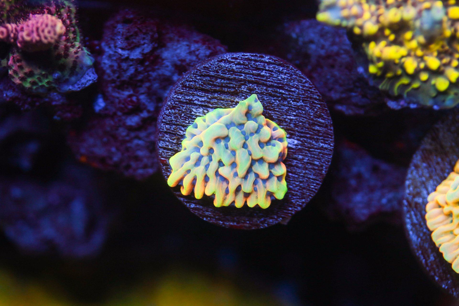 Crazy T Montipora SPS Coral Reef Lounge USA