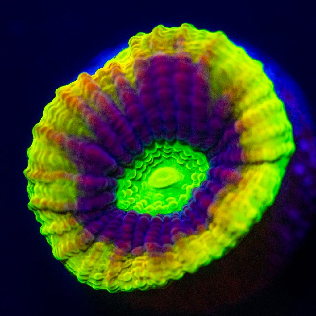 Dragon Soul Favia Favia Reef Lounge USA