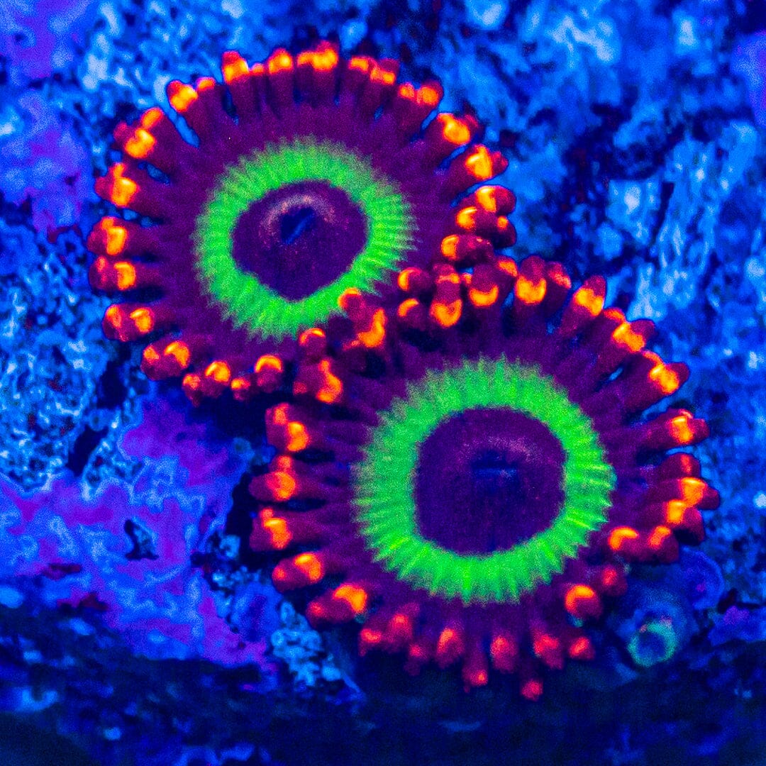 Emeralds on Fire Zoanthids Soft Coral Reef Lounge USA