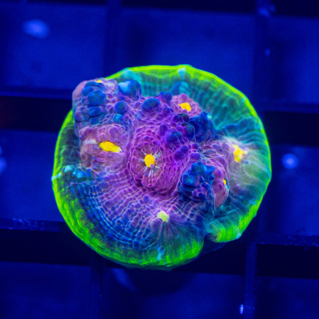 Exotic Chalice- WYSIWYG Frag Reef Lounge Norco