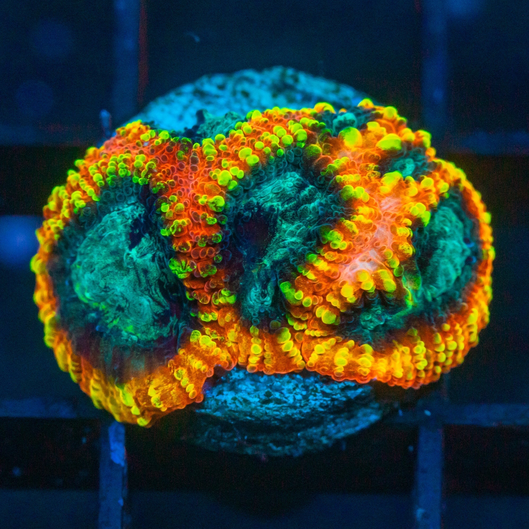 Favia Of The Gods Favia Reef Lounge USA