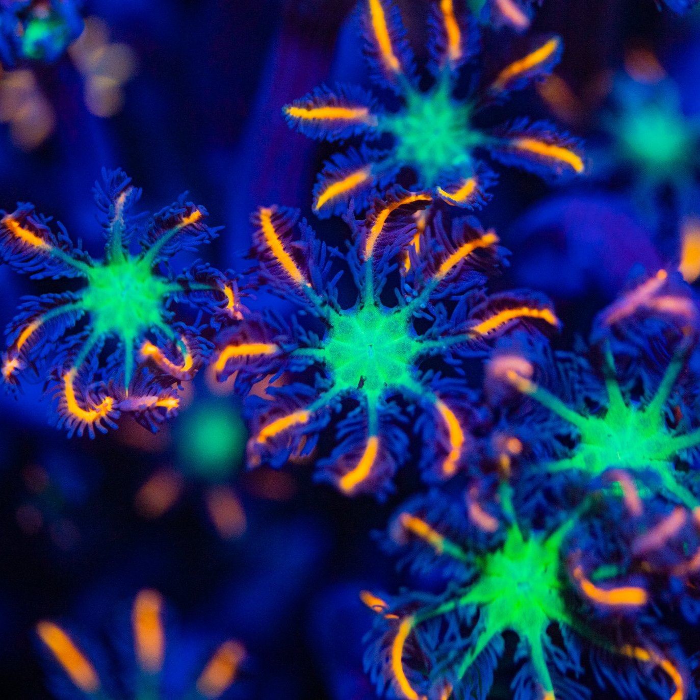 Firework Clove Polyps Soft Coral Reef Lounge USA