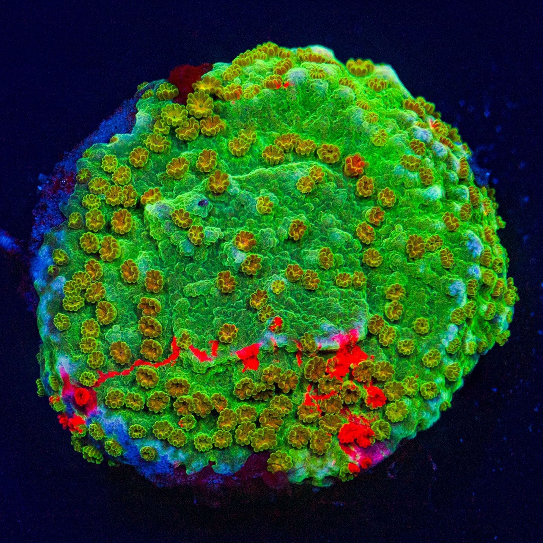 Grafted Montipora Montipora Reef Lounge USA